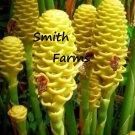 25 Seeds Yellow Beehive Ginger Beautiful & Flowers Garden