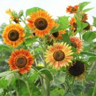 50 Seeds Evening Sun Sun Bicolor Blooms in Breathtaking Burgundy Flowers Garden