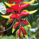 25 Seeds Red Heliconia Heliconia rostrata Flowers Garden