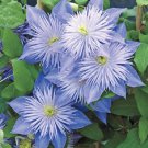 25 Seeds Light Blue Clematis Bloom Perennial 4 Flowers Garden