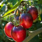 50 Seeds Two Tasty Hybrid Tomato Tomatoe Vegetable Edible Canning Flowers Garden