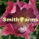 100 Seeds Giant Pink Poppy Flowers Garden