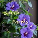 25 Seeds Bluebird Hibiscus Beautiful Purple Blue Blooms Flowers Garden