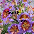 25 Seeds Chilean Morning Glory Flowers Garden