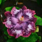 20 Seeds Silver Pink Purple HibiscusPerennial Bloom 4 Flowers Garden