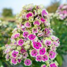 50 Seeds Orchid Yellow Phlox Perennial Butterfly Flowers Garden
