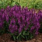 50 Seeds Bumbleberry Salvia Perennial 60 E Butterfly Flowers Garden