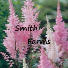 25 Seeds Pink Astilbe Flowers Garden