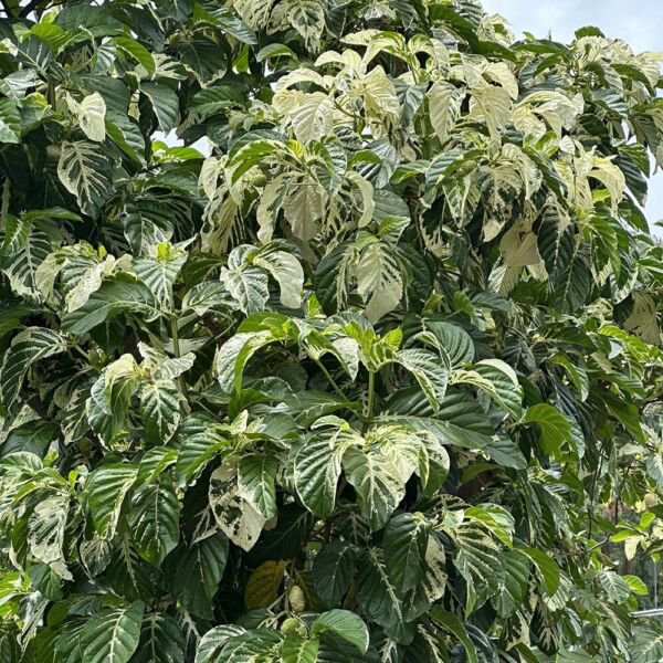 15 Seeds Variegated Noni Fruit Tree house Flowers Garden