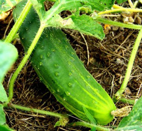 25 Seeds Pot Luck Cucumbers Flowers Garden