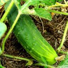 25 Seeds Pot Luck Cucumbers Flowers Garden