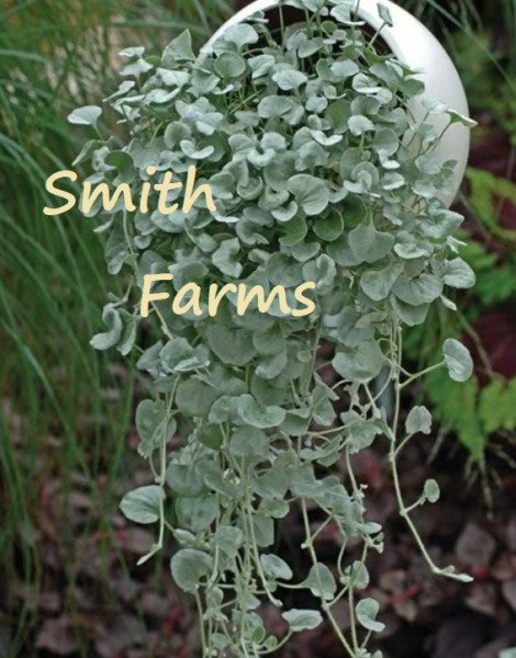 25 Seeds Dichondra Silver Falls Flowers Garden