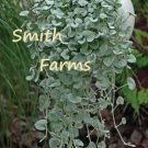 25 Seeds Dichondra Silver Falls Flowers Garden