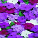 50 Seeds Cascade Beauty Blue ImpatientsAnnual Bloom 4 Flowers Garden