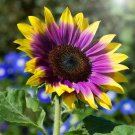 50 Seeds Purple Heart Sun Flowers Garden