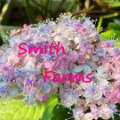25 Seeds Ayesha Hydrangea Muilt Color ing Bush Flowers Garden