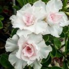 4 DSeeds Double White Desert Rose Adenium Bloom Perennial 6 Flowers Garden