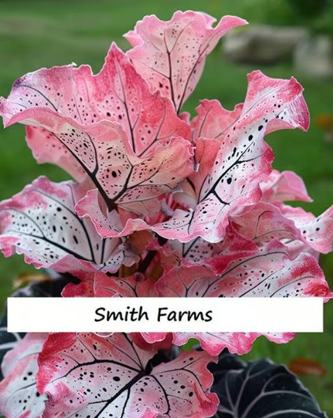 25 Seeds Pink Speckled Bumfuzzle BEAUTIFUL Flowers Garden