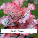 25 Seeds Pink Speckled Bumfuzzle BEAUTIFUL Flowers Garden