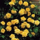 10 Seeds Climbing Yellow Rose Bush Perennial Bloom Shrub Flowers Garden