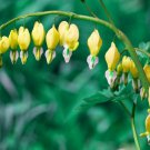 25 Seeds Yellow Bleeding HeartPerennial Bloom 3 Flowers Garden