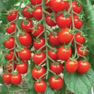50 Seeds Nature Bites Tomato Tomatoe Vegetable Edible Canning Flowers Garden