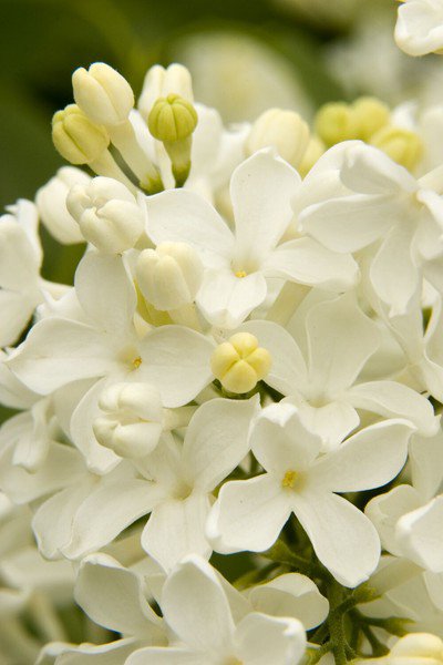 25 Seeds Angel White Lilac Tree Fragrant Hardy Perennial 359 Flowers Garden