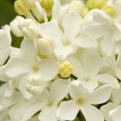 25 Seeds Angel White Lilac Tree Fragrant Hardy Perennial 359 Flowers Garden