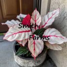 25 Seeds Caladium Fiesta Flowers Garden