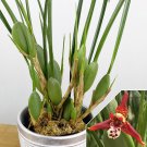 15 Seeds Coconut OrchidGreen Valley house Flowers Garden