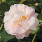 15 Seeds CamelliaHigh Fragrancehouse Flowers Garden