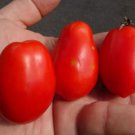 50 Seeds Celano Tomato Juicy Tomatoe Vegetable Flowers Garden