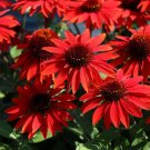 50 Seeds Sangrita Cone Echinacea Perennial Bloom 65 Flowers Garden