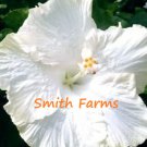 25 Seeds Snow White Hibiscus Flowers Garden