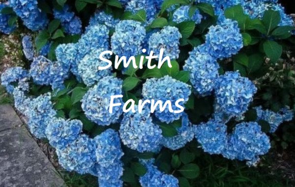 25 Seeds Blue Hydrangeas Flowers Garden