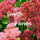 25 Seeds AUTUMN JOY SEDUM Flowers Garden