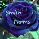 25 Seeds Purple Blue Roses Flowers Garden