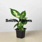 15 Seeds Dieffenbachia Camille Flowers Garden