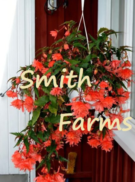 25 Seeds Orange Begonia Hanging Baskets Pots Lots of Blooms Flowers Garden