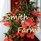 25 Seeds Orange Begonia Hanging Baskets Pots Lots of Blooms Flowers Garden