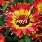 25 Seeds Red Gaillardia Gaillardia pulchella Flowers Garden