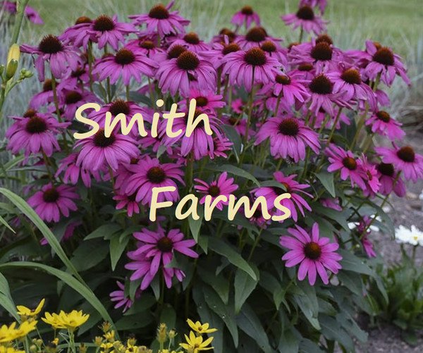 50 Seeds Deep Purple Cone AKA Echinacea Flowers Garden