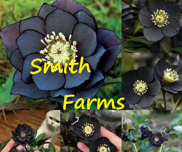 25 Seeds Midnight Black Hellebore Rose Flowers Garden