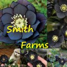 25 Seeds Midnight Black Hellebore Rose Flowers Garden