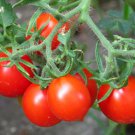 50 Seeds Riesentraube Tomato Tomatoe Vegetable Edible Canning Flowers Garden