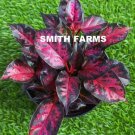 25 Seeds Blazing Begonia Flowers Garden