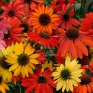 50 Seeds Cheyene Spirit Cone Echinacea Perennial Bloom 6 Flowers Garden