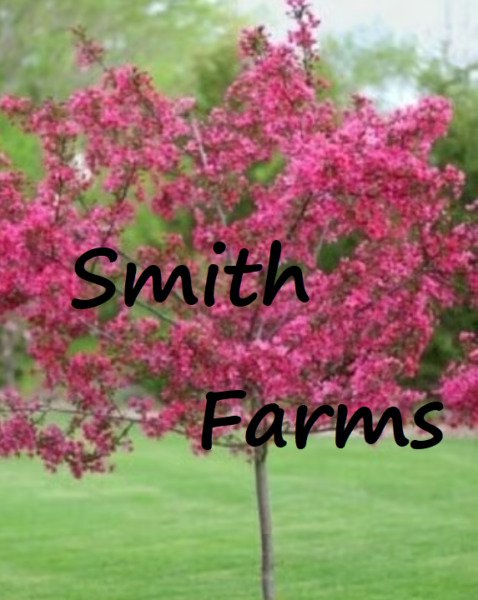 10 Seeds Dwarf Pink Dogwood Tree Cornus ing Hardy Flowers Garden