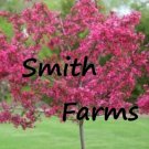 10 Seeds Dwarf Pink Dogwood Tree Cornus ing Hardy Flowers Garden