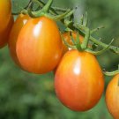 50 Seeds Scarlet Sunrise Tomato Tomatoe Vegetable Edible Canning Flowers Garden